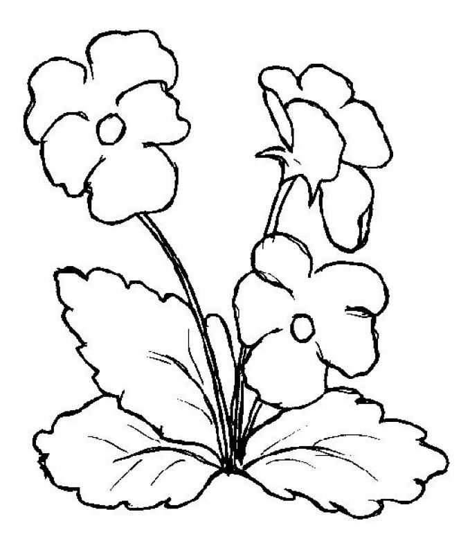 Pansy Clip Art