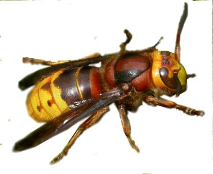 Wasps & Hornets | Green Frog Pest Solutions