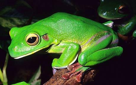 QI: Quite interesting facts about frogs - Telegraph