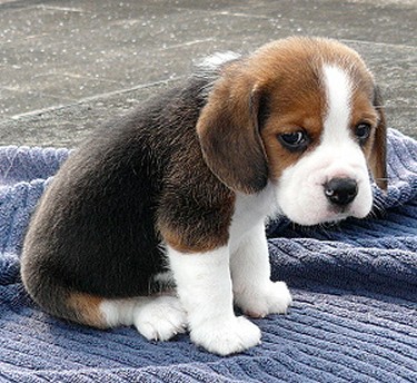 Canine Parvovirus | Kerrville Veterinary Clinic