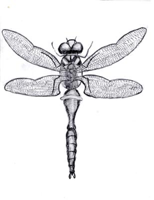 Jennifer Blog: Drawing Of Dragonfly