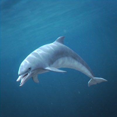 Bottlenose Dolphin Animated 3D MODEL