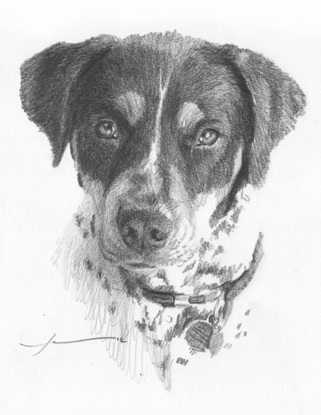 Spotted Dog Drawing By Mike Theuer - WetCanvas - Cliparts.co