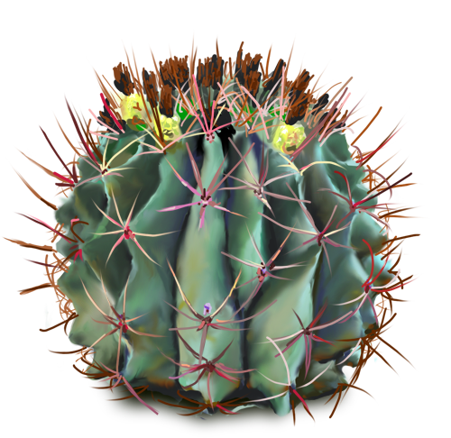 DeviantArt: More Like Barrel Cactus by emptypulchritude