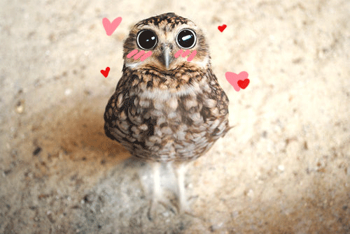 Owl Animation GIFs on Giphy