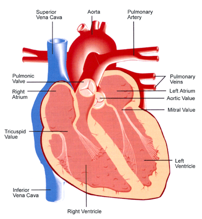 56trefedereas: heart diagram unlabeled