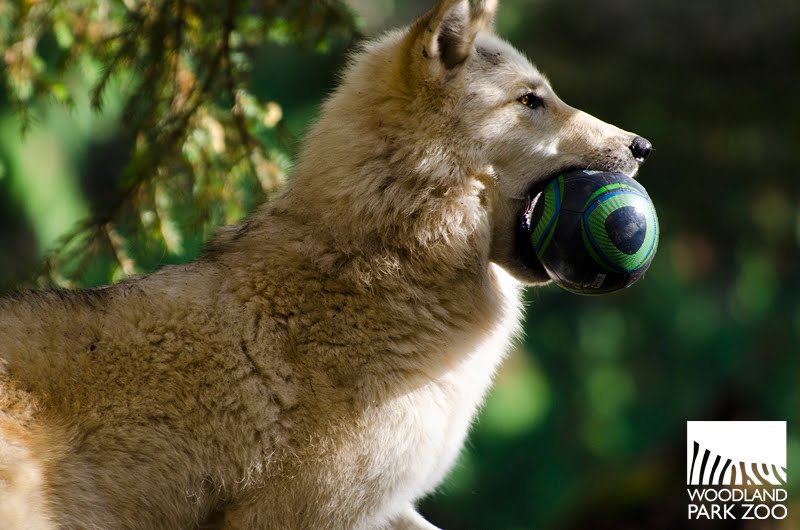 Woodland Park Zoo Blog: Seattle Sounders FC recruits zoo animal ...
