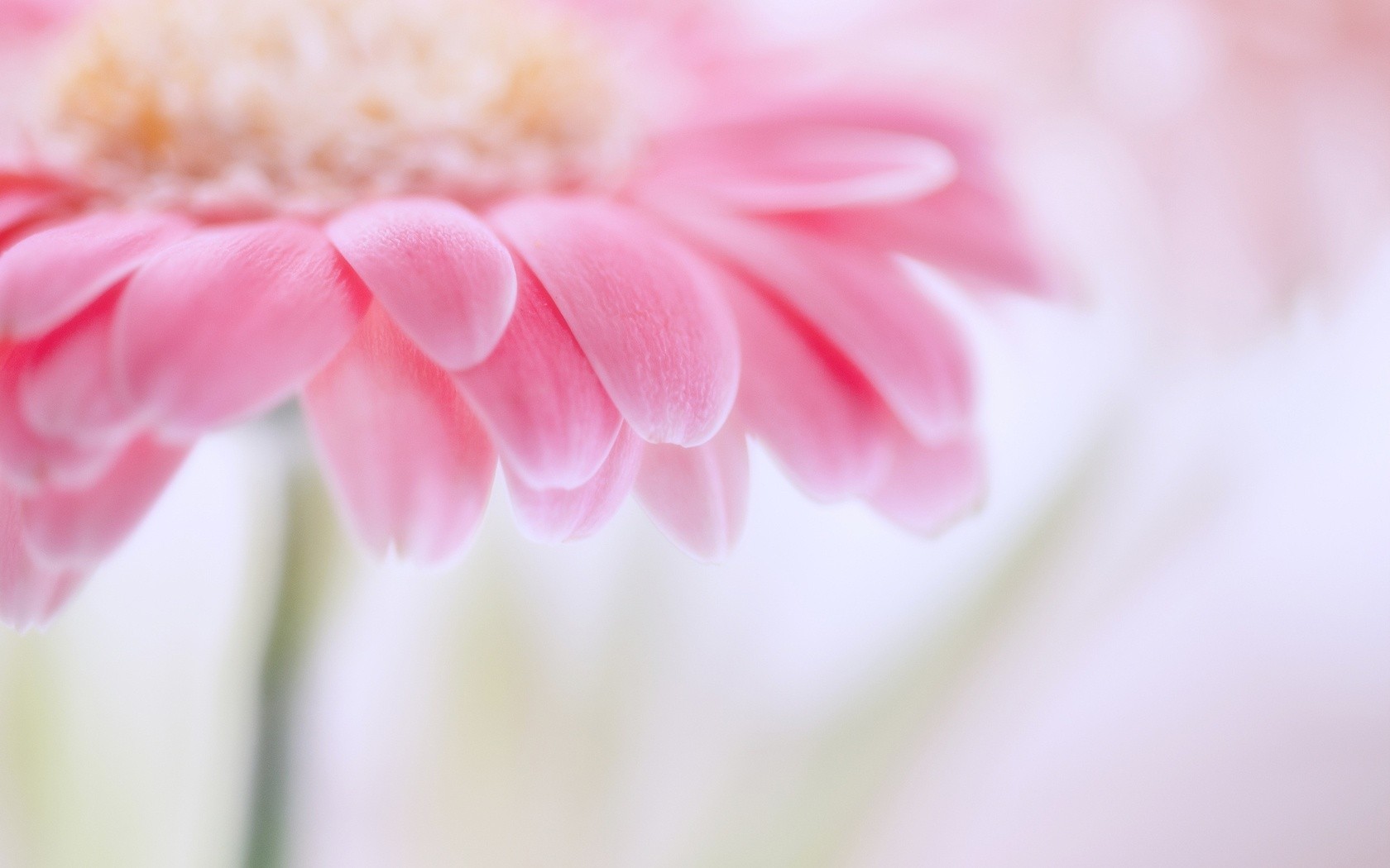 pink flower images and wallpapers Download