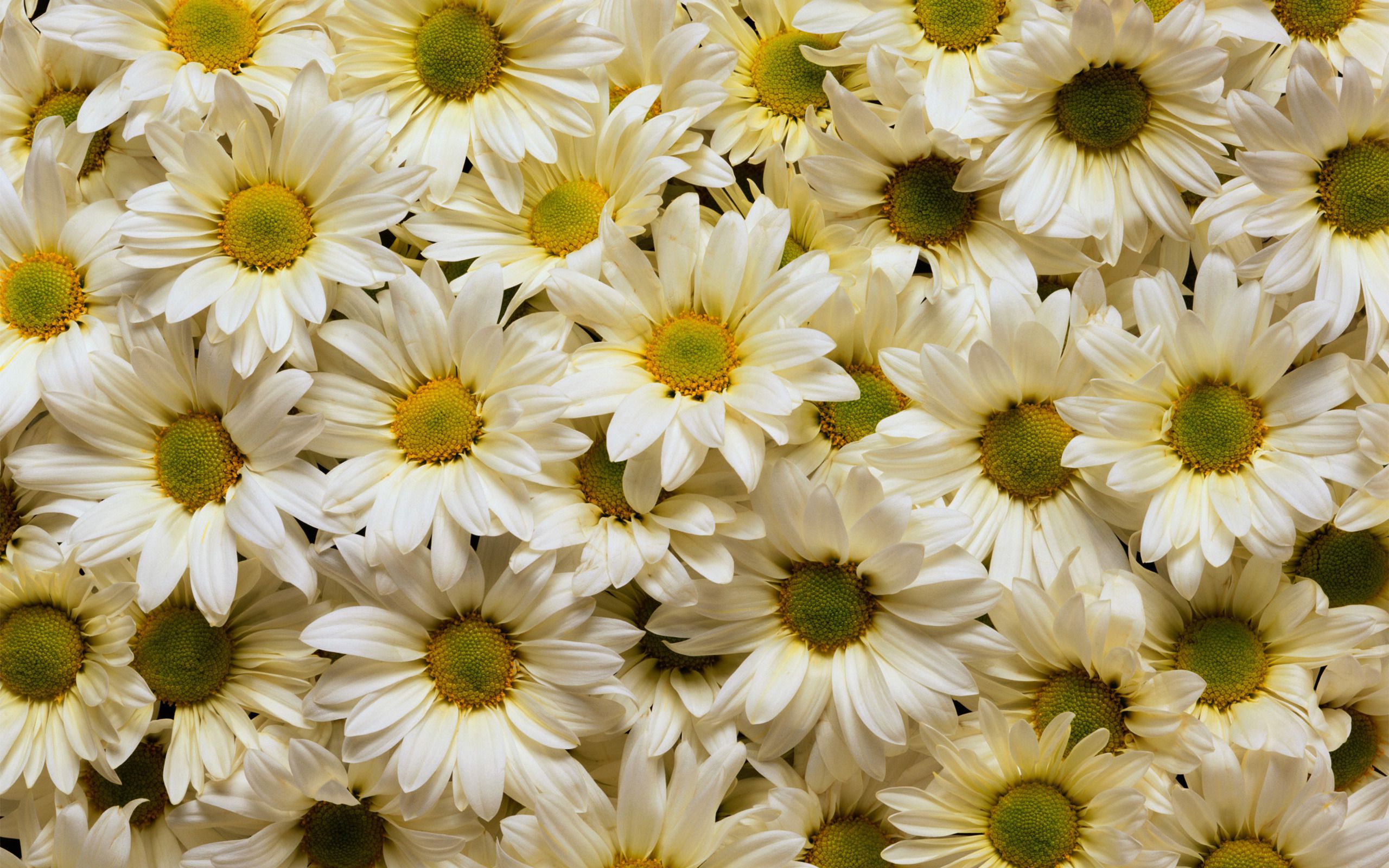 White Daisies #6988392