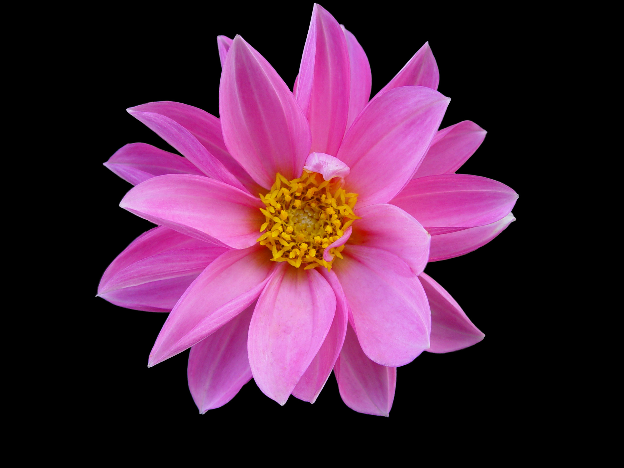 Pink Flower Wallpaper - Flowers Desktop Wallpaper
