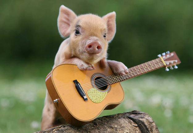 The 20 Pictures Of Miniature Pigs You Need To See Before You Die
