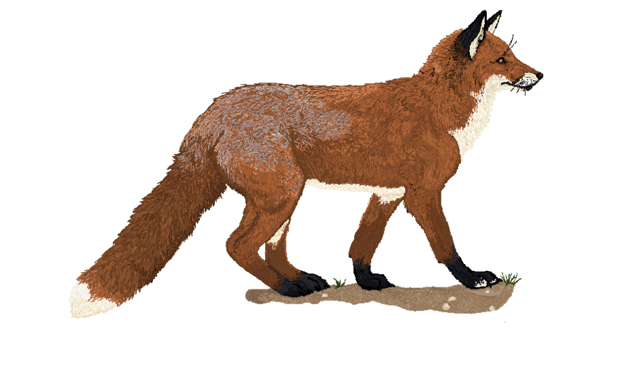 Red Fox - Pixel by Howlecho on deviantART