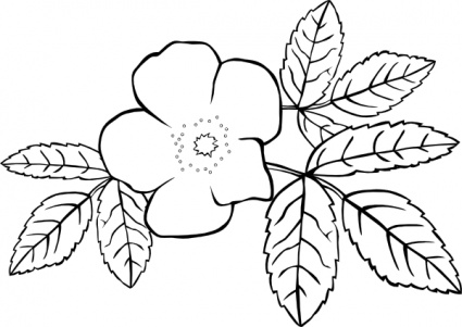 Download Gg Rosa Acicularis Outline clip art Vector Free