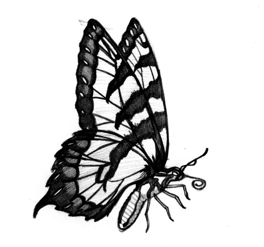 Buterfly by hykaruz on deviantART