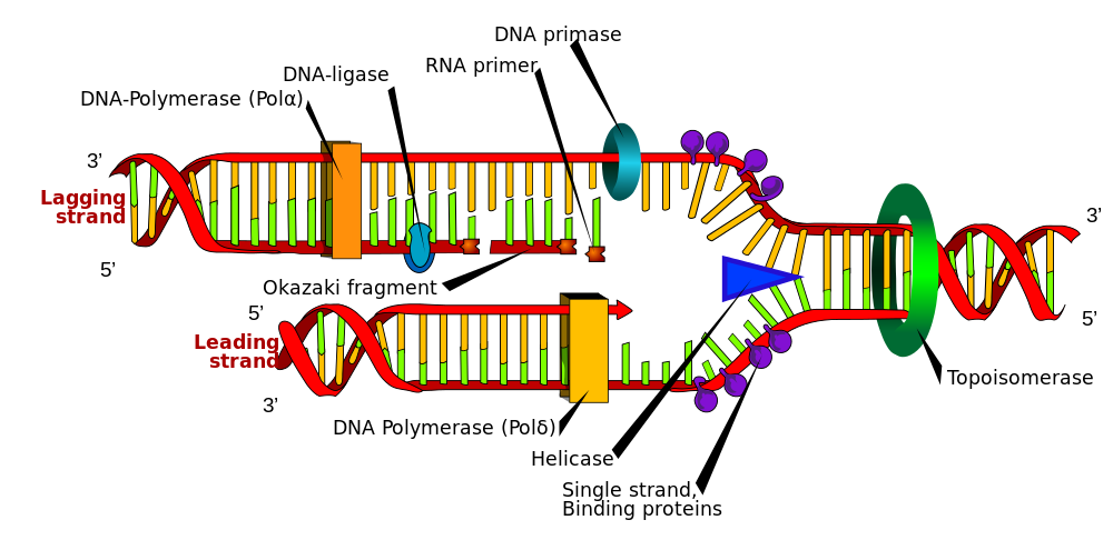 DNA_replication_en.svg_.png