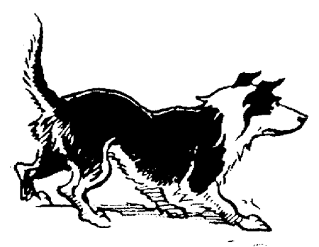 Border collie Graphics and Animated Gifs