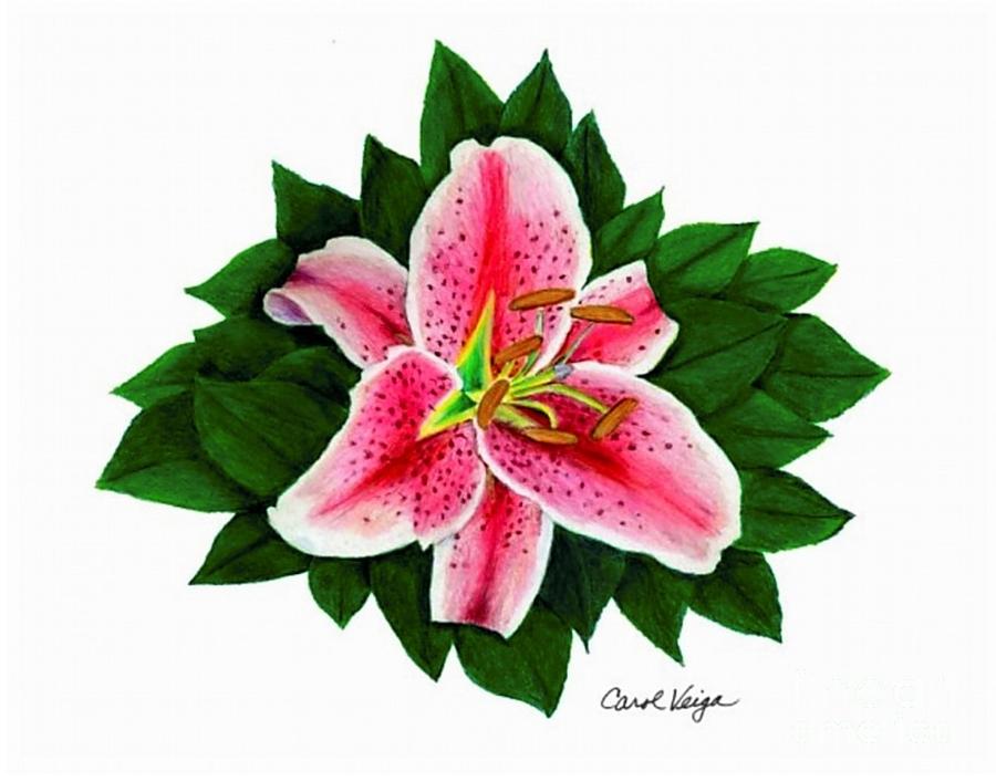 Stargazer Lily Drawings for Sale