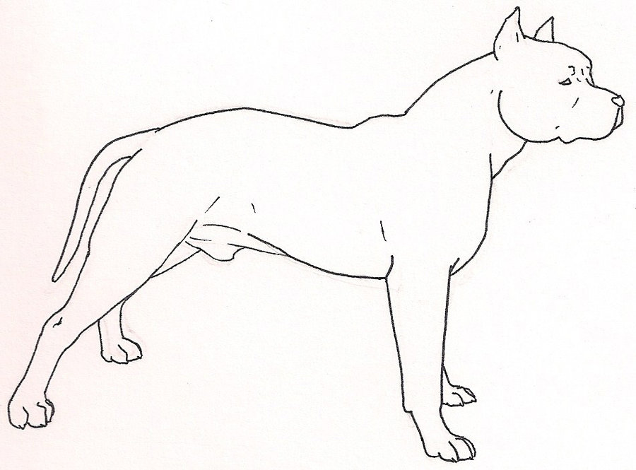 free line art amstaff pit bull by me-and-mojo on deviantART