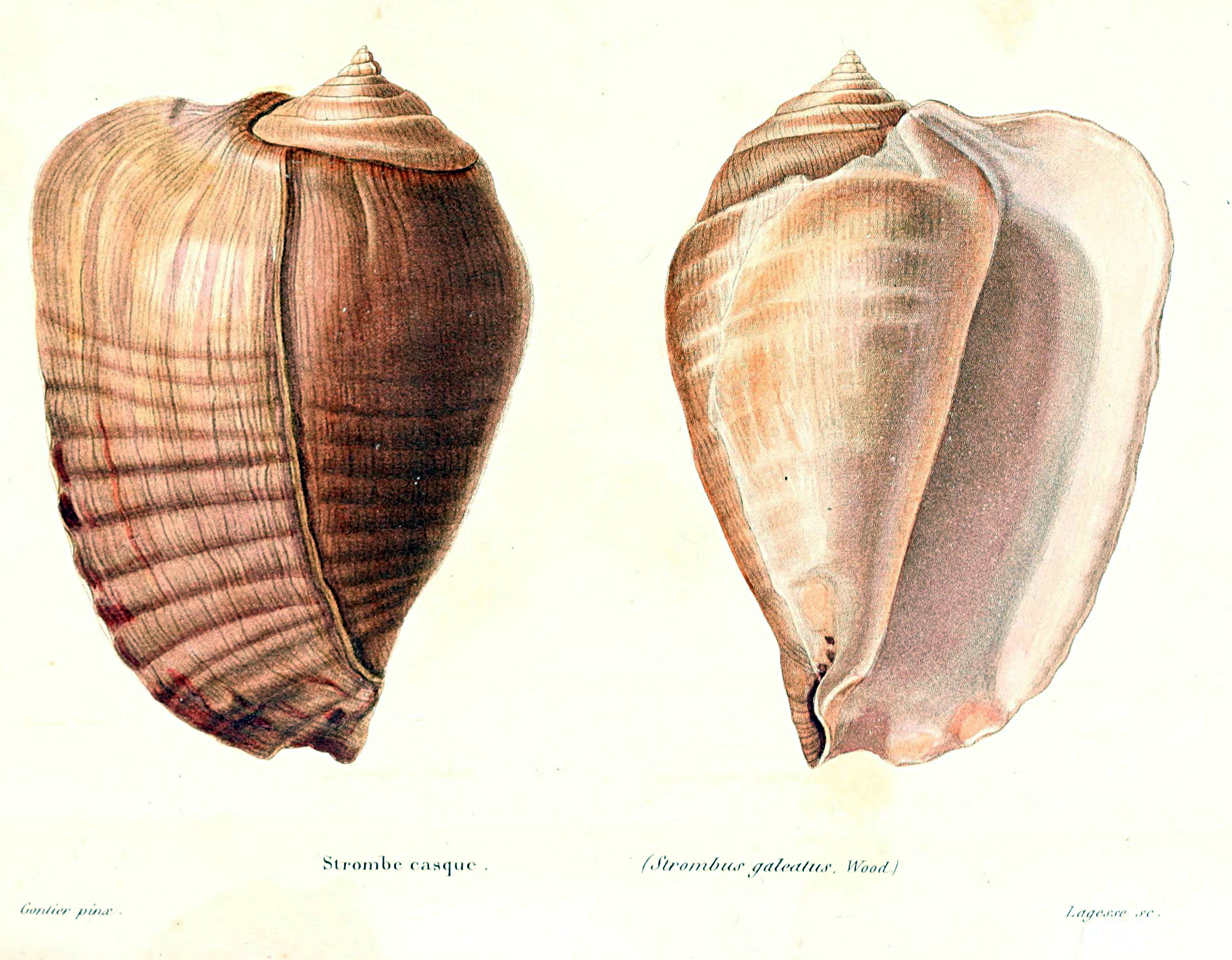 File:A colored drawing of a shell of Strombus galeatus from Kiener ...