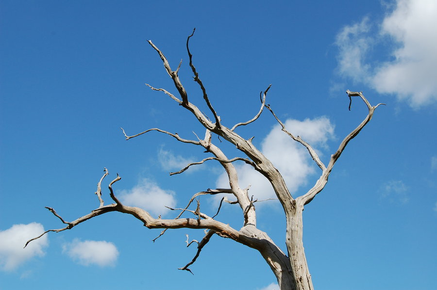 Bare Tree in the sun by Scottishrose1981 on DeviantArt