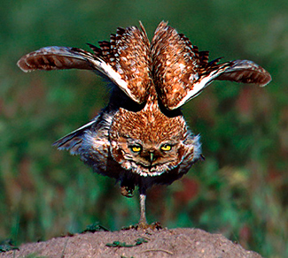 WildWatchcams: Owls | Washington Department of Fish & Wildlife