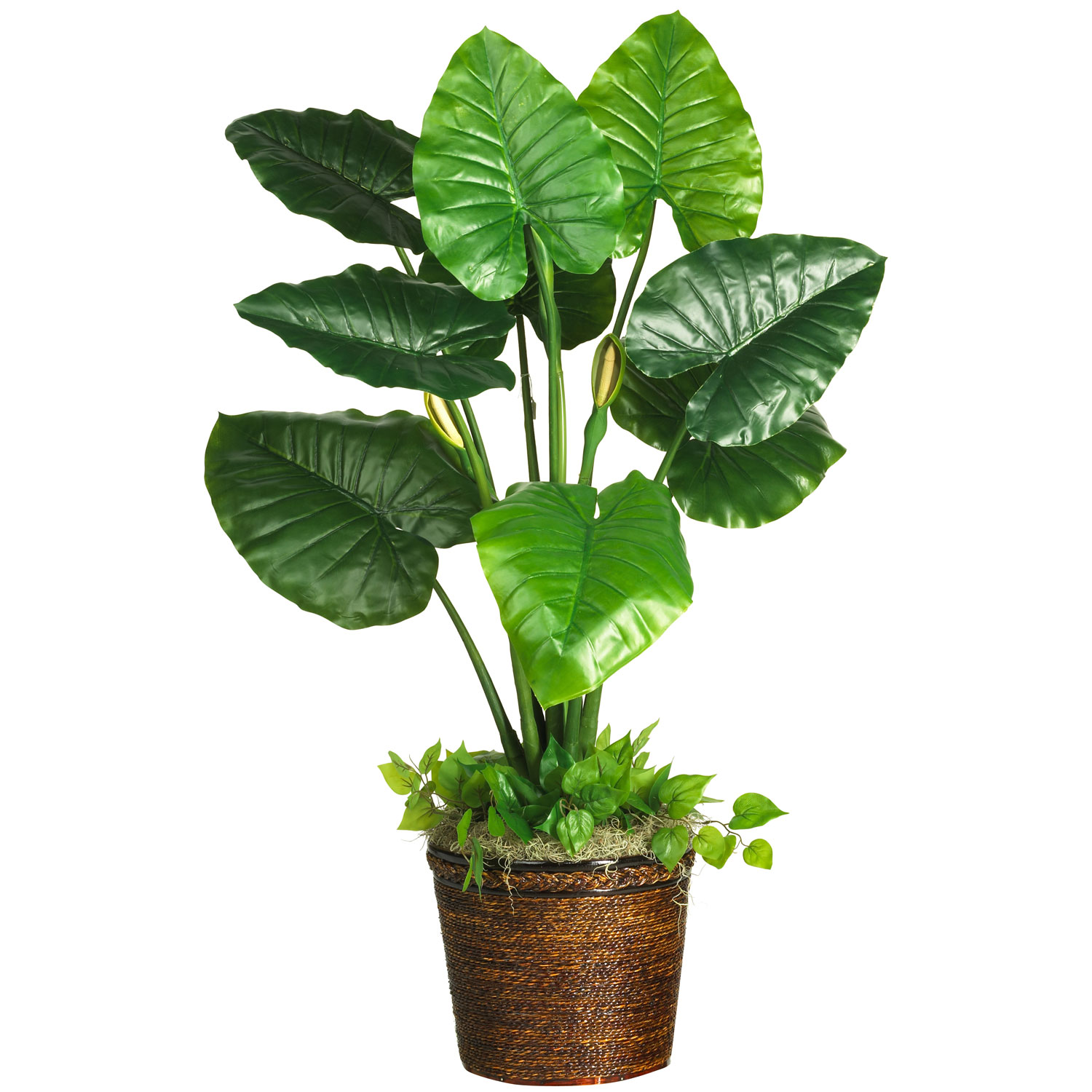 Taro Silk Plant (Real Touch)