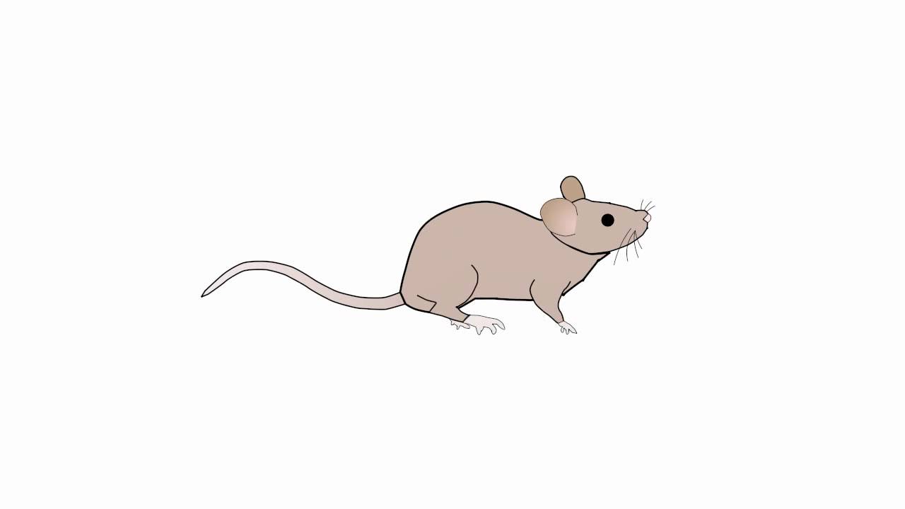 mouse walk-cycle test (Synfig) - YouTube