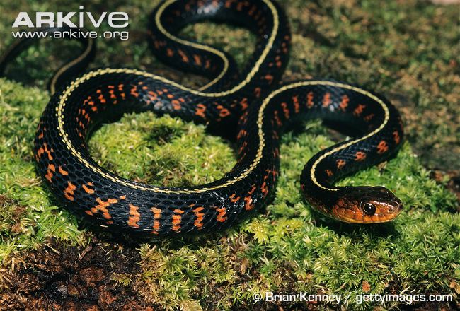 Common garter snake videos, photos and facts - Thamnophis sirtalis ...