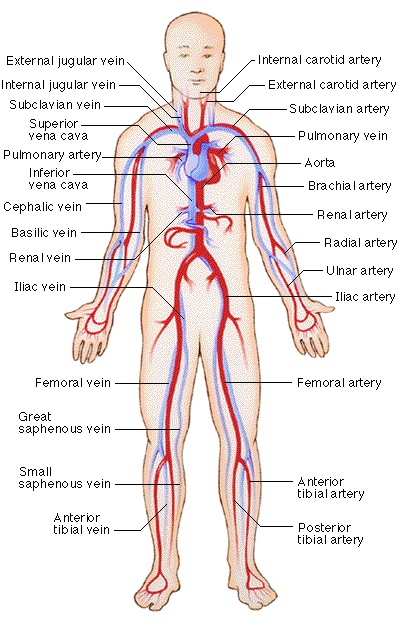 Circulatory System