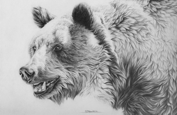 10+ Bear Drawings Showcase - Hative