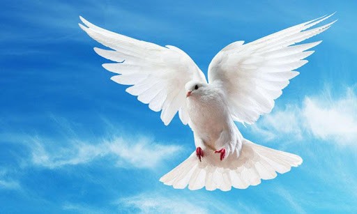 Memo to the Vatican: Save the Doves! | CatholicVote.org