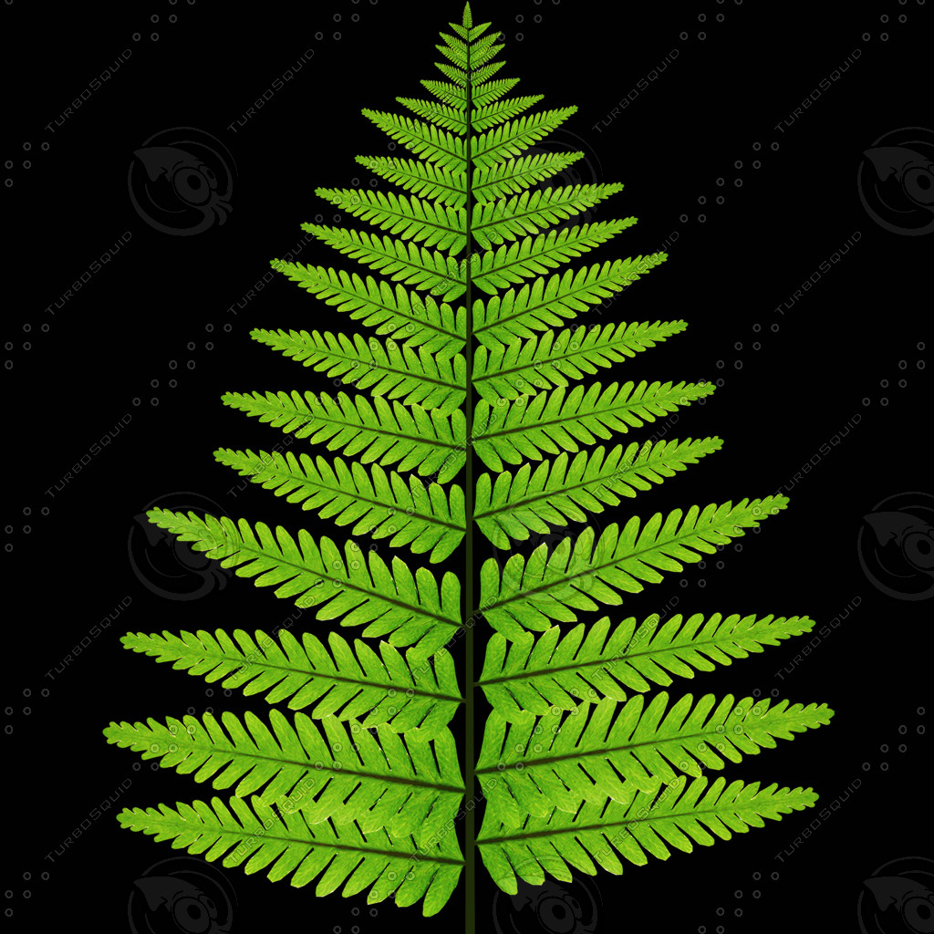 Texture psd fern leaf plant