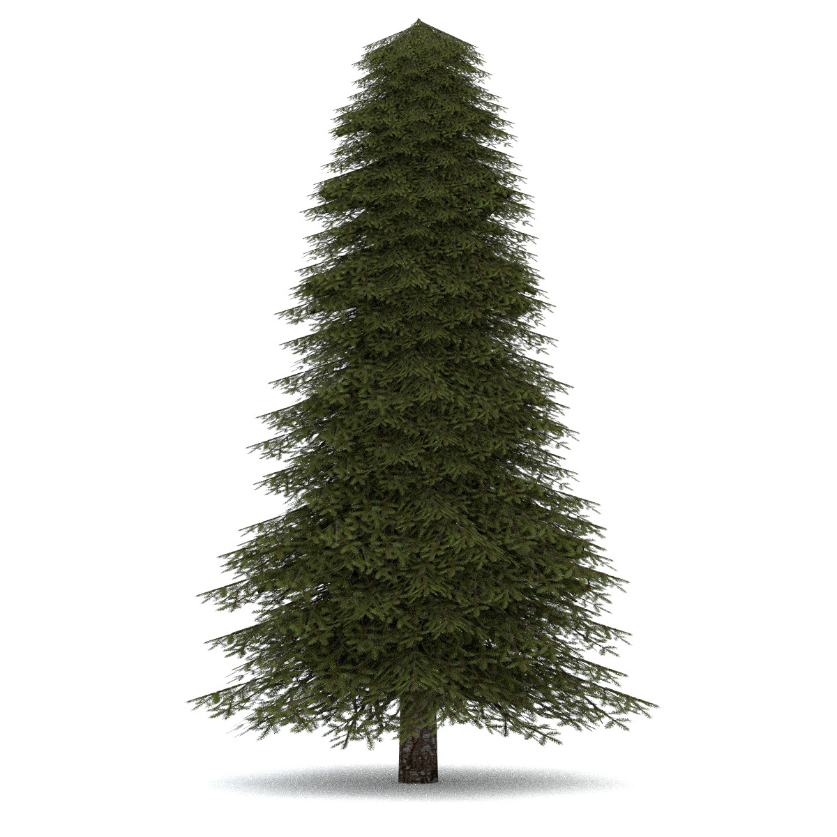 3d realistic fir tree 2