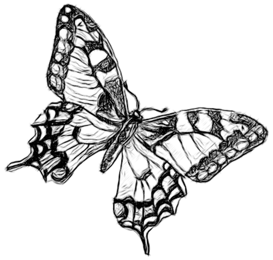 Line Drawings Of Butterflies - ClipArt Best