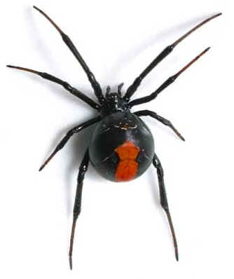 Black Widow Spiders, Worthy of Fear?