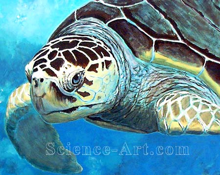 Loggerhead Sea Turtle - Illustration@Science-Art.Com