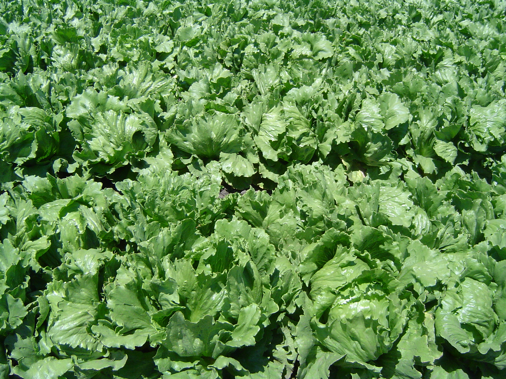 Lettuce, Jukebox, Gillette: 3 Powerful Product Strategies You ...