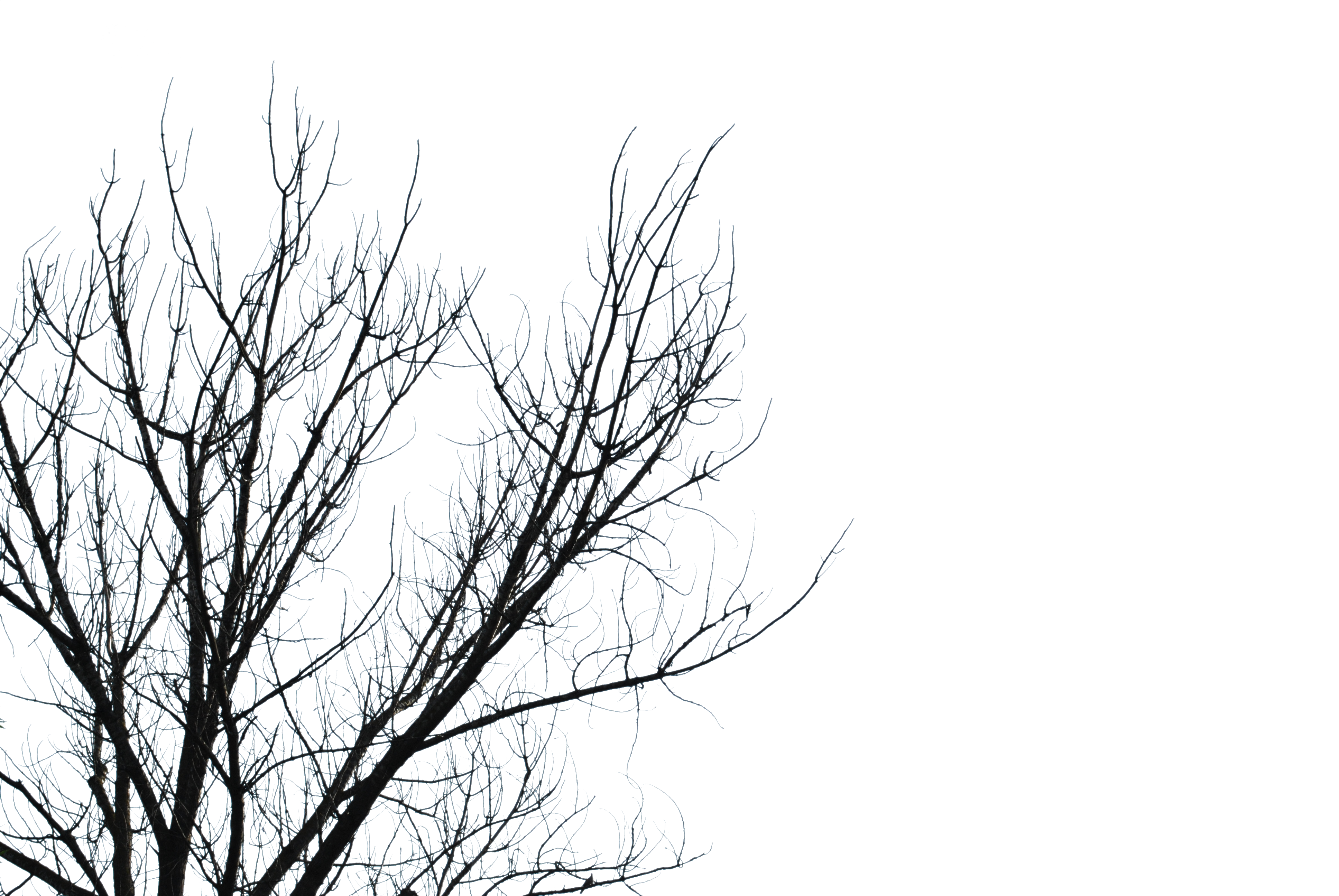 Branches by CherrykaStock on DeviantArt