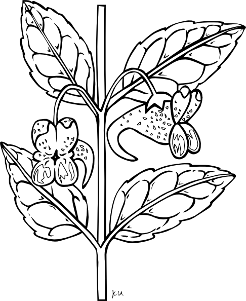 House Plant Clipart Black And White | Clipart Panda - Free Clipart ...