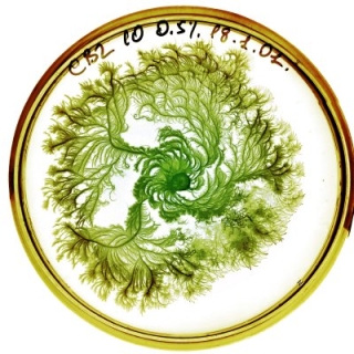 petri-dish-1.jpg