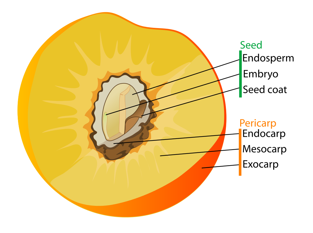 File:Drupe fruit diagram-en.svg - Wikimedia Commons