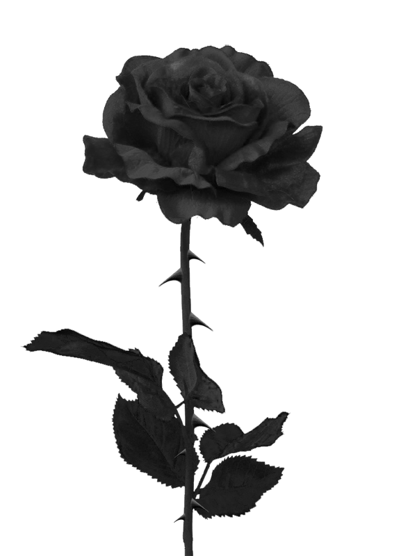 deviantART: More Like Black Rose PNG by PiXasso79-Stock