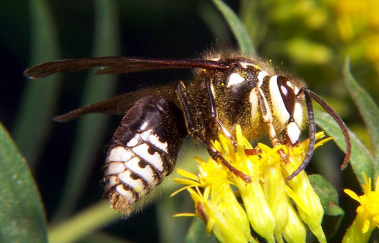 Information about Bees, Wasps, Hornets, Honey Bees & Yellowjackets ...