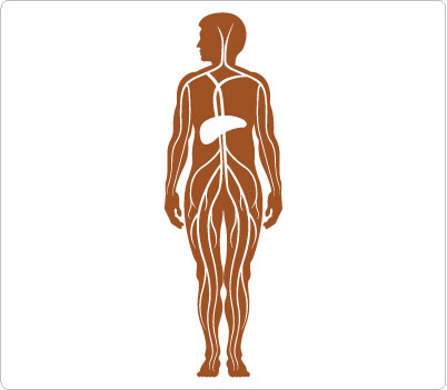 Veins in the human body Clip Art