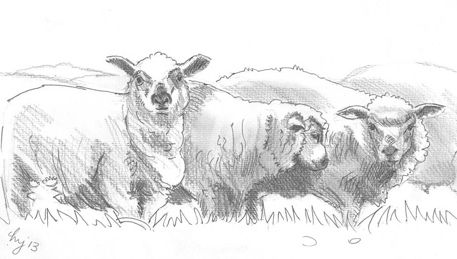 Sheep Drawing by Mike Jory