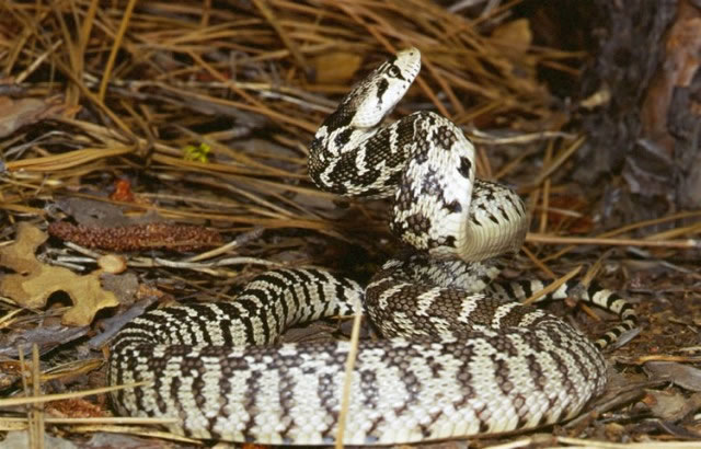 Snakes - Living with Wildlife | Washington Department of Fish ...