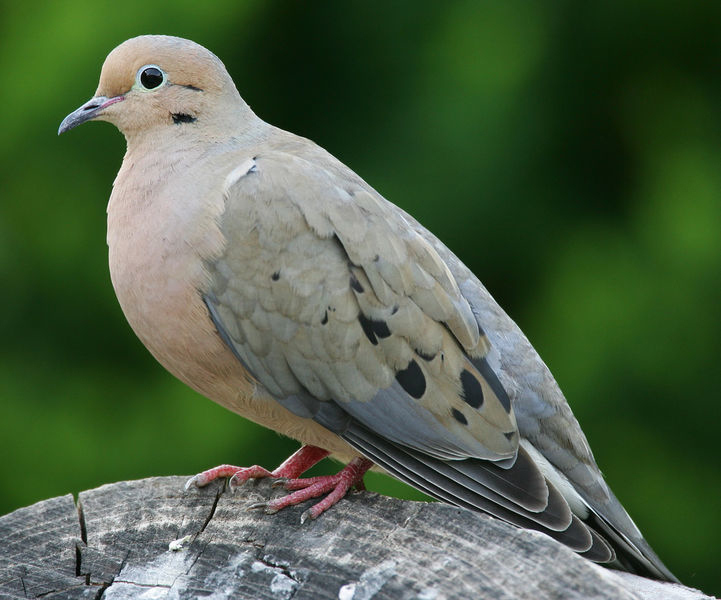 Living Off the Land: Doves from Field to Table - AllOutdoor ...