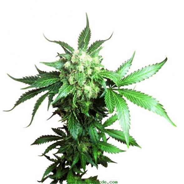 informacion salud: Marihuana Cepas-Dónde comprar Superior Semillas ...