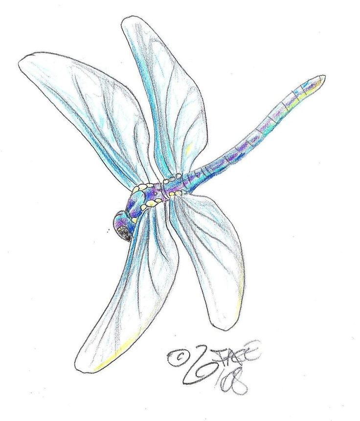dragonfly pencil drawing | Illustrations | Pinterest