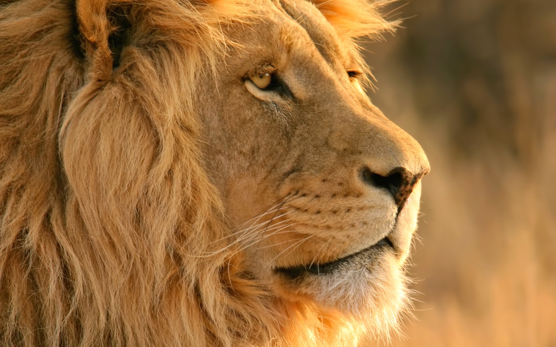 Lion Face | Video & Pictures Gallery
